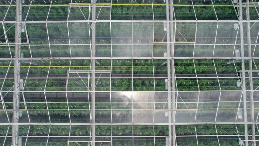 Greenhouse full of tomato plants seen from above in breathtaking drone footage Royalty-Free Stock Footage #1103508629