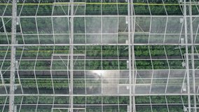 Greenhouse full of tomato plants seen from above in breathtaking drone footage