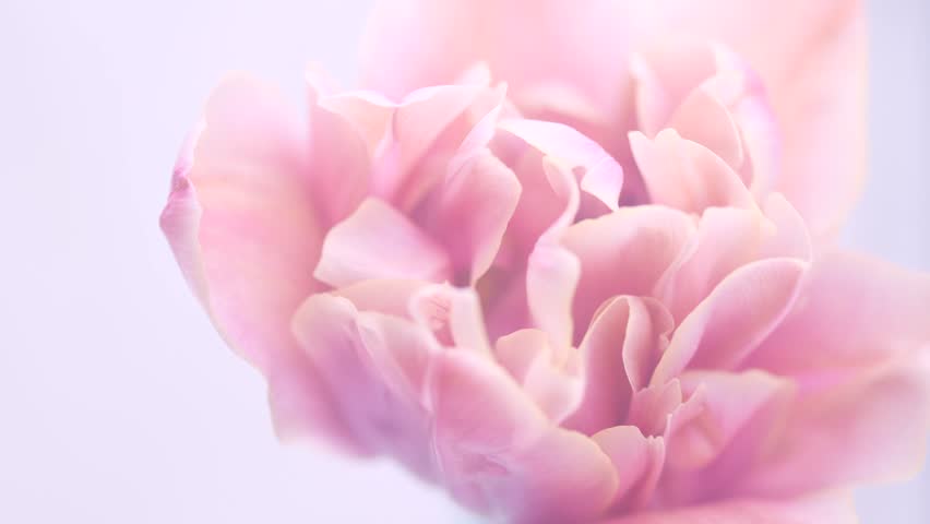 Flower opening close up, soft pink petals of beautiful tulip time lapse, nature background. Tulip spring flower macro shot, center of blooming pastel pink tulip Easter backdrop, romantic, tenderness