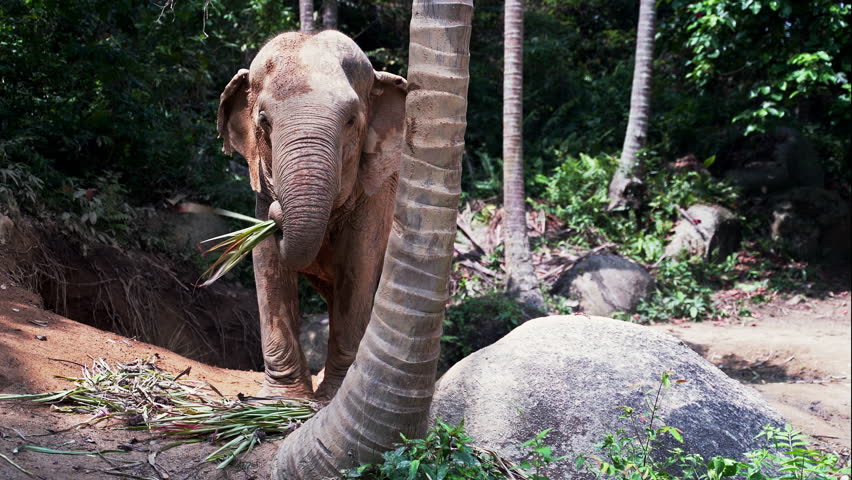 Asian elephant eating leaves next to palm tree and flapping its ears. Royalty-Free Stock Footage #1103520115