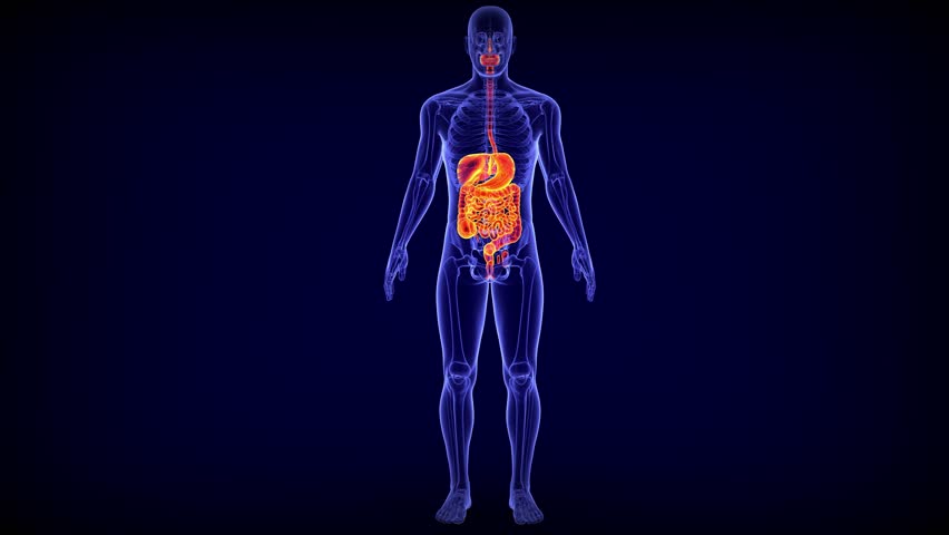 human digestive system consists of the gastrointestinal tract plus the accessory organs of digestion the tongue salivary glands pancreas liver stomach large intestine small intestine 3d animation Royalty-Free Stock Footage #1103525071