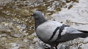 a pigeon in the water