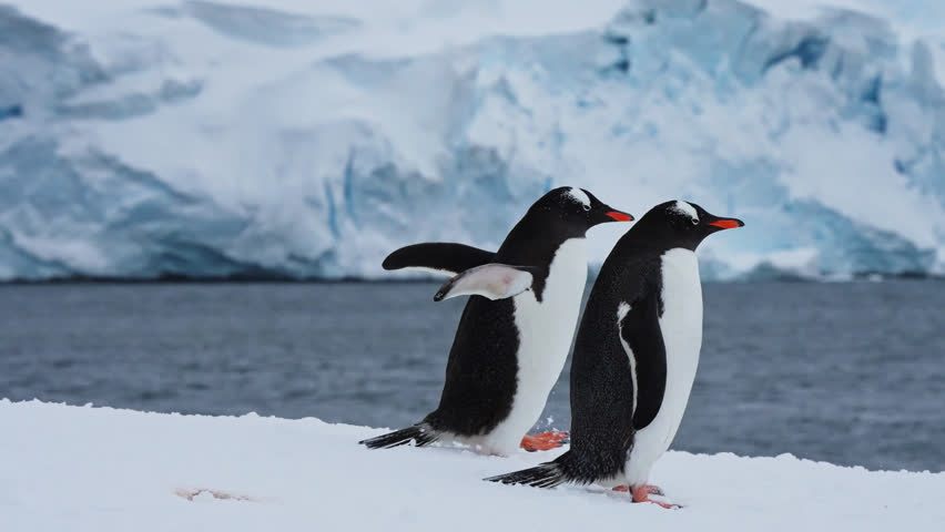 Two Gentoo Penguins in Antarctica Walking on Snow Next to Shore, Iceberg in Background Royalty-Free Stock Footage #1103529921