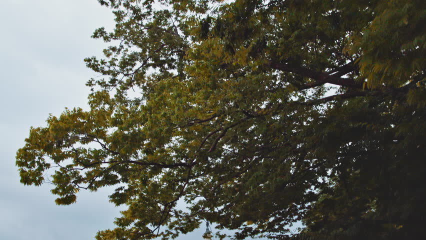 United States National Capitol Building in Washington DC - District of Columbia. This landmark is located in Capitol Hill and the National Mall.