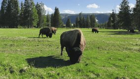 Yellowstone National park, Wyoming USA with bison herd on green meadow pasture. Closeup view on calm large brown buffalo shewing grass on cinematic sunny summer day. Wildlife animal 4K aerial footage - Powered by Shutterstock - Get 15% off with code: PIKWIZARD15