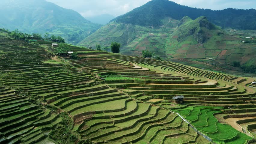 Rice terraces with workers ploughing the fields revealing surreal landscape, drone fly over sliced layers of multi colored paddy fields sculptures to the hill side valley of North Vietnam near China. Royalty-Free Stock Footage #1103535063