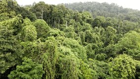 Aerial of rain forest in South East Asia, Wide angle, birds-eye view