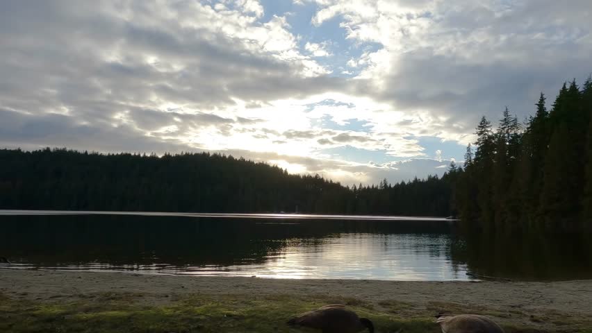Herd of Geese during Sunny Evening at Sasamat Lake, Canadian Nature. Located in Port Moody, Vancouver, BC, Canada.