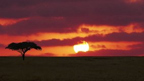 Time lapse of Sunrise in African plain with acacia tree. - Powered by Shutterstock - Get 15% off with code: PIKWIZARD15