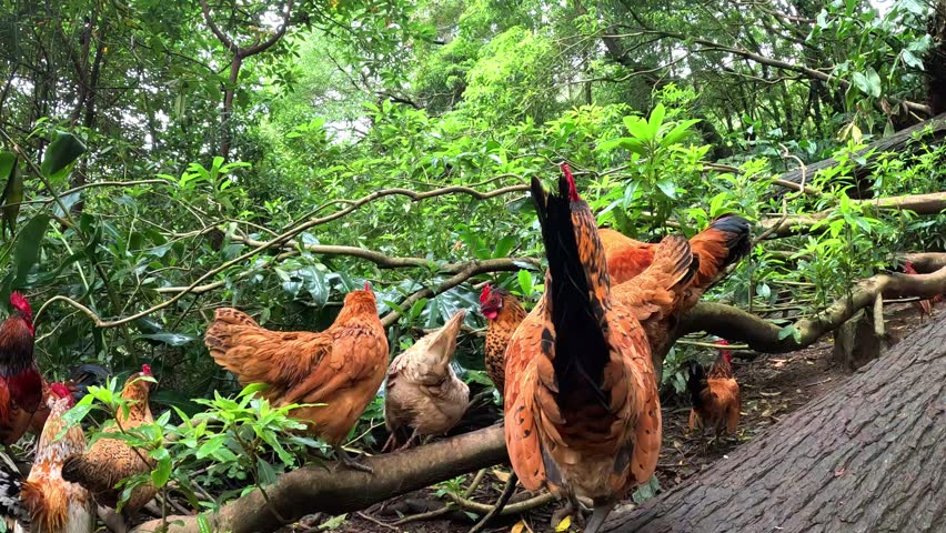 Lots of hens, chickens and roosters in the middle of a green forest in the island of Sao Miguel in Azores, Portugal, in the path to arrive to the 