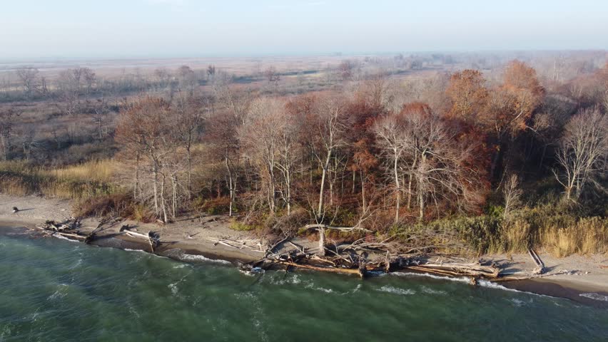 Fallen Trees At The Shoreline At Pinery Provincial Park During Autumn In Ontario, Canada. Aerial Drone Shot