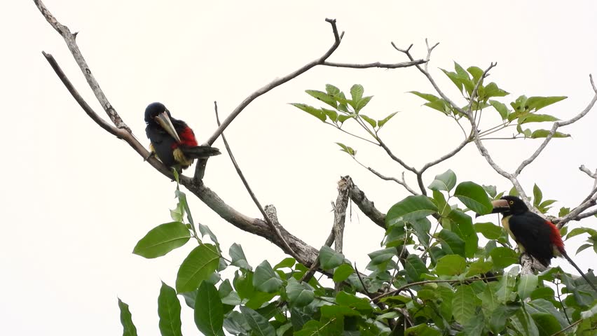 Two Collared Aracari Birds Perching And Preening On Tree Branch. Pteroglossus Torquatus. wide