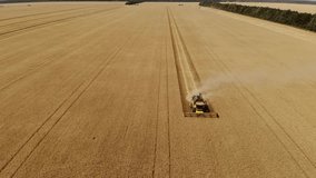 Ukraine. Combine harvesting on the field of yellow cereals. Farmland wheat harvesting by big combine. drone video.