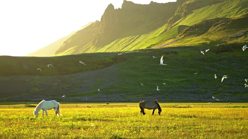 Horses grazing under arctic tern birds, Iceland summer sunrise Royalty-Free Stock Footage #1103539171