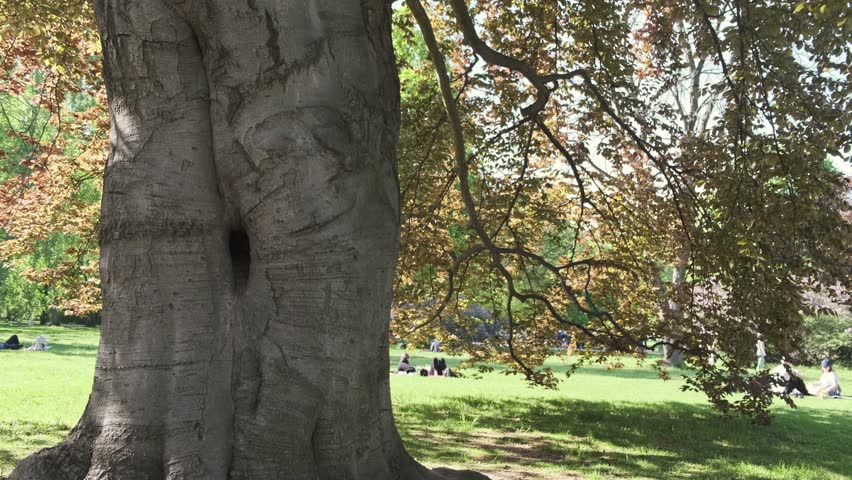 the hollow of a beautiful tree, tree in the park, rest in the park