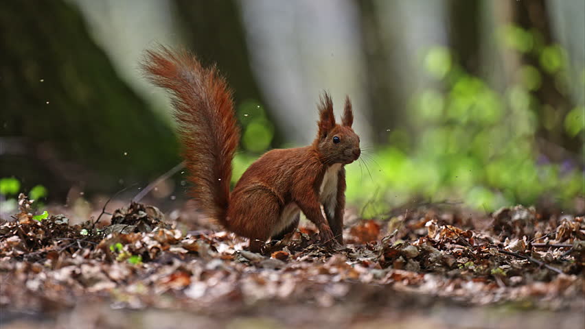 Squirell in fast super jump in forest, 4k Footage.