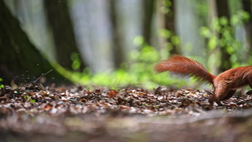 Squirell in fast super jump in summer forest, 4k Footage. Royalty-Free Stock Footage #1103540309