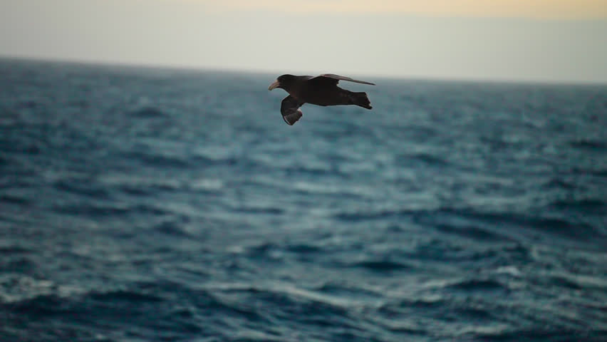 Closeup Of A Southern Giant Petrel Gliding Over The Antarctic Ocean At Sunset. Slow Motion