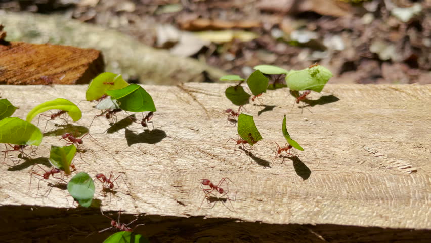 MACRO, DOF: Working group of exotic leafcutter ants carrying green leaf fragments. Colony of red ants transporting and collecting stock for growing their own fungus. Animal diversity of wild Panama. Royalty-Free Stock Footage #1103541757