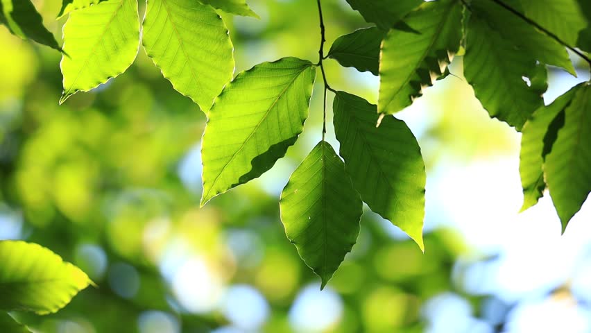 Tree leaves illuminated by the sun | Shutterstock HD Video #1103545407