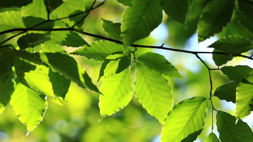 Tree leaves illuminated by the sun | Shutterstock HD Video #1103545417