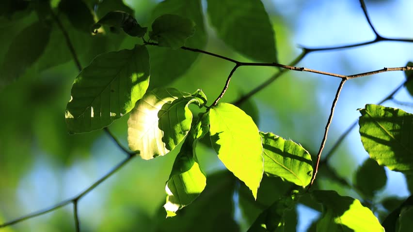 Tree leaves illuminated by the sun | Shutterstock HD Video #1103545419