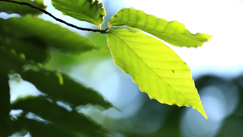 Tree leaves illuminated by the sun | Shutterstock HD Video #1103545421