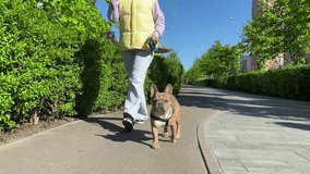 Low section townswoman walking the dog along city footpath at sunny day outdoors. Closeup front view dog muzzle. Lovely pet moving on camera strolling at public park on morning. Urban lifestyle - Powered by Shutterstock - Get 15% off with code: PIKWIZARD15