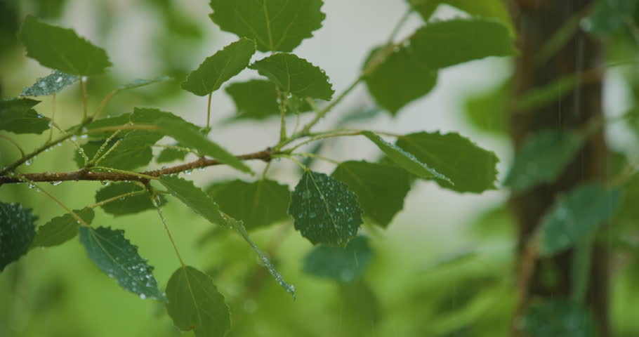 Rain Falling on Green Plant Leaf. Calm Relaxing Meditation Peaceful Background. Slow Motion Rain Drops Dripping From Green Leaves Birch of Tree During Rain. Selective Focus on Green Leaves Foreground Royalty-Free Stock Footage #1103553693