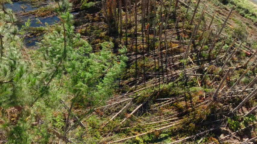 Aerial view over pine trees damaged by cyclone. Natural disasters due to climate change.