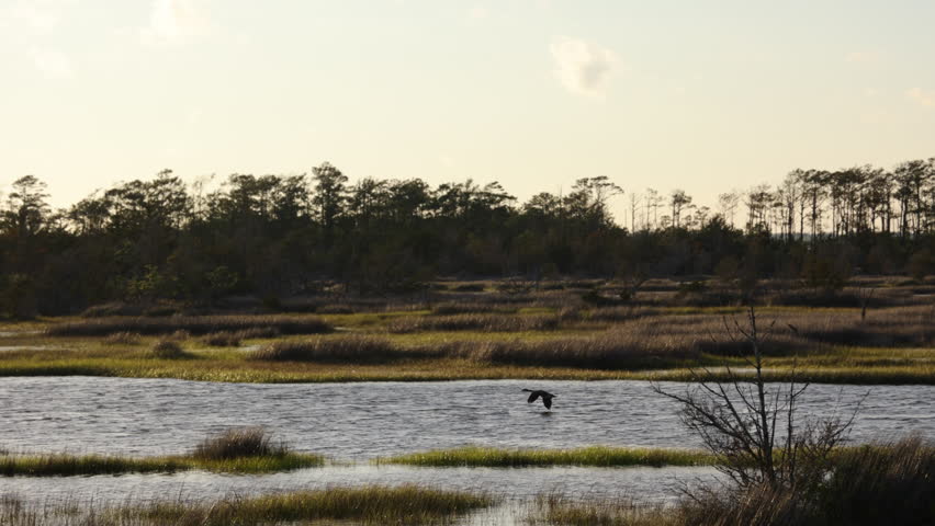 Geese flying just above the water in the salt marsh wetlands