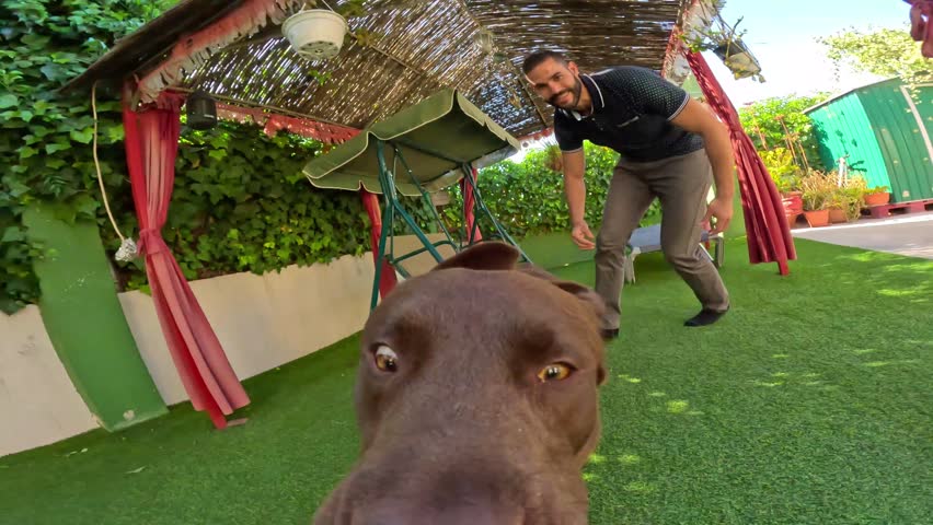 Chasing my dog, a brown labrador, in my garden while he is recording the entire scene by holding the camera in his mouth | Shutterstock HD Video #1103563181