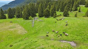 Herd of horses that eat grass, drink water and graze in meadow with fir trees against backdrop of mountains and sky