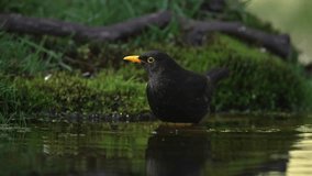 Beautiful Black Merle Male Bird with Yellow Black Drinking Water, Cinematic Slow Motion Close Up - Powered by Shutterstock - Get 15% off with code: PIKWIZARD15