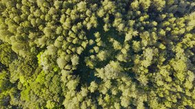 Top down view of vast forests in Indonesia in the morning.Drone Shot of the pine woods in sunny day.Aerial video over forest with The rays of the rising sun illuminates of the trees - 4K drone footage