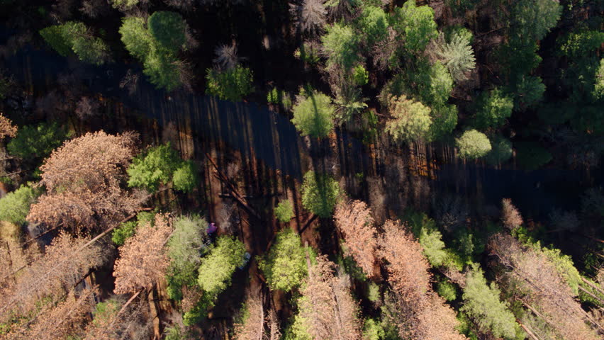 Aerial Top View Of Trees In Woodland On Sunny Day, Drone Panning Over Car And Tent In Jungle - Butte, Montana