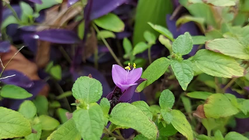 Tradescantia Pallida Purple Heart plant or Spiderwort or Wandering Jew with purple leaves growing in the garden. Selective focus.