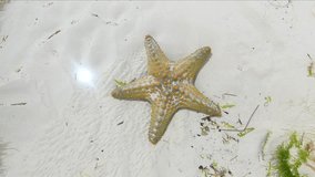 Starfish. Starfish laying on a sandy ground in the ocean. Starfish underwater on bottom of ocean. Relax video about marine inhabitants of undersea world on seabed. Macro video about sea star.