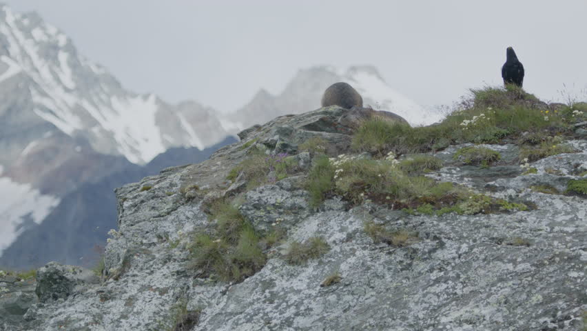 Marmots on a rock in the mountains. (4K Resolution)