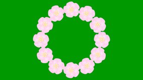 Animated pink flower blossoms. Circle frame from cherry blossom. Floral template with copy space for text. Looped video. Flat vector illustration isolated on green background.