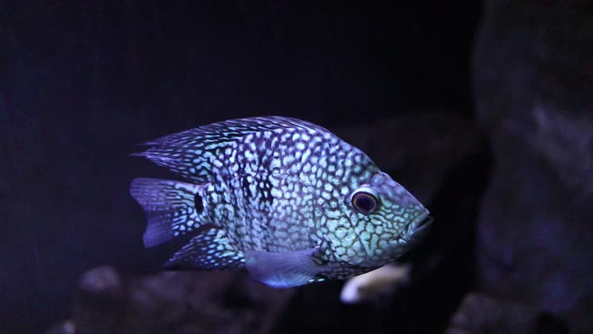  Texas cichlid (Herichthys cyanoguttatus), also known as the Rio Grande cichlid, is an aggressive freshwater fish of the cichlid family. It is also a popular aquarium fish. | Shutterstock HD Video #1103578255