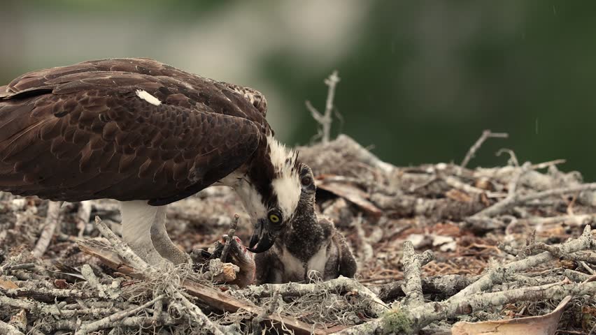 Osprey Feeding Babies in a Nest 