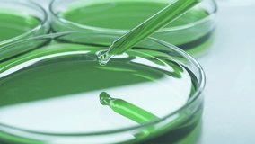 Brilliant Green Agar. combination of tryptone, peptone and yeast extract. Pipette Petri Dish Green Liquid. Laboratory. Virus. Mixture of ingredients. indicators, amino acids or antibiotics. - Powered by Shutterstock - Get 15% off with code: PIKWIZARD15