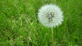 Closed Bud of a dandelion. Dandelion white flowers in green grass. High quality video 4K