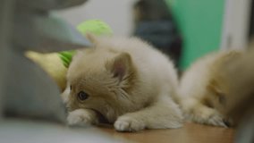 4k video, Pomeranian breed lick his nose. dog is down laying. cute dog licking nose, waiting for food. Puppy small pet amusingly peeks out from under soft cushion of dog bed.