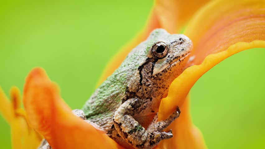 Close-up shot of a Gray Treefrog sitting on an orange flower. Shot in Minnesota.