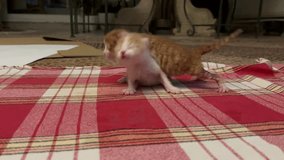 cute and lovely kitten video