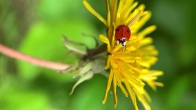 ladybug on a dandelion. macro vertical video - Powered by Shutterstock - Get 15% off with code: PIKWIZARD15