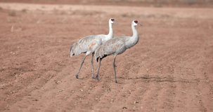 This is a video of a sandhill crane walking in a field in Albuquerque, NM. shot on a Canon R5C