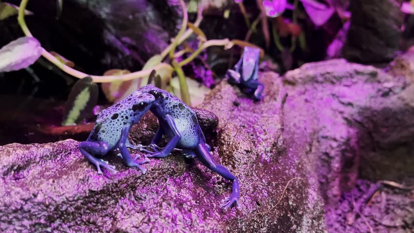 Blue Poison Dart Frogs, Dyeing Poison Dart Frog On Rock In Pink Light Terrarium. Dyeing poison frog - Dendrobates tinctorius